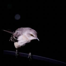 BPG-POTH-0322-Fiesty-9