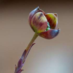 BPG-POTH-0322-Open-09