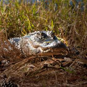 Barry-Sokol-Feisty-1st-Place-March