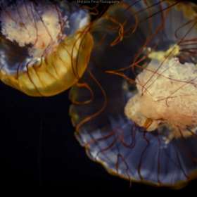 BPG-POTM-0520-Open-7