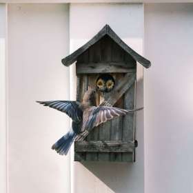 BPG-POTM-0520-Pairs-1