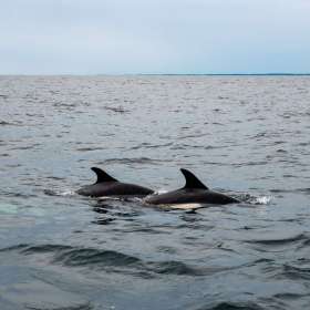 BPG-POTM-0520-Pairs-4