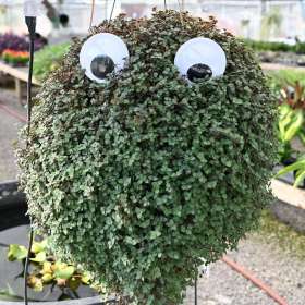 BPG-POTM-1122-Nonsense-1