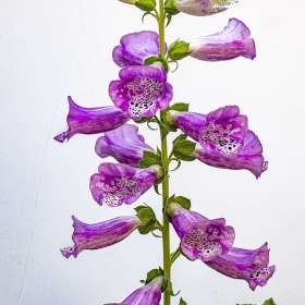 BPG-POTM-0922-Open-03