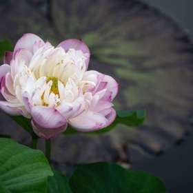 BPG-POTM-0922-Open-10