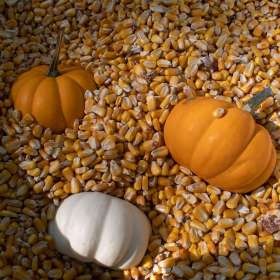 BPG-POTM-0922-Open-11