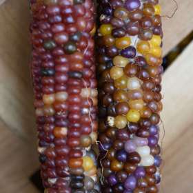 BPG-POTM-0922-Vegetables-1