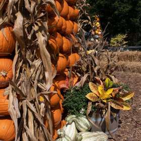 BPG-POTM-0922-Vegetables-6