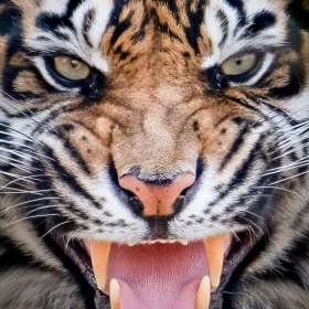 Diane-Burgett-Anger-2nd-Place-April