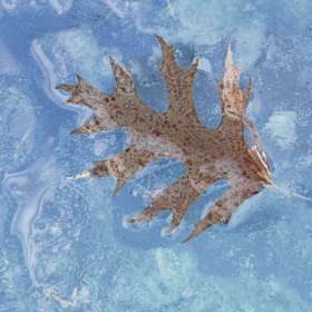 Phyllis-Tatum-Ice-2nd-Place-February