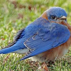 Doug-Almy-Open-Jt-1st-Place-May