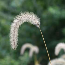 Ray-Wong-Delicate-1st-Place-November