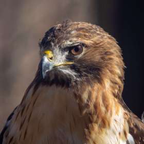 Mark-Reynolds-Open-1st-Place-January