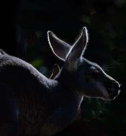 2024 November Outing - Nashville Zoo