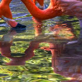 Lyra-Hankins-Nashville-Zoo-Outing-4-scaled