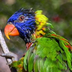 Lyra-Hankins-Nashville-Zoo-Outing-5