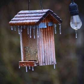 Phyllis-Tatum-Frozen-2nd-Place-January