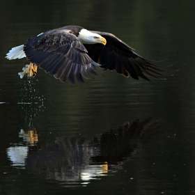 Robert-Matusik-Fishing-at-Radnor-Lake-2nd-Place-January