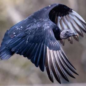 Frank-Geiger-Open-2nd-Place-November