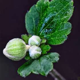 Ray-Wong-Open-1st-Place-October