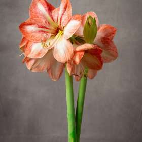 Dave-Hachey-Flowers-1st-Place-September