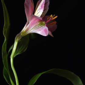 Robert-Matusik-Flower-2nd-Place-September