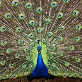 Karen-Baker-Open-2nd-Place-May 2024 POM