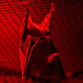 Bat