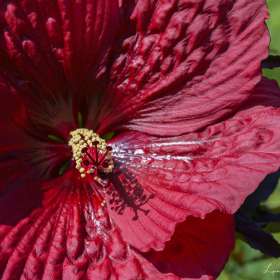 Lyra-Hankins-Cheekwood-Outing-3 JUNE 2025