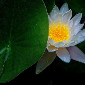 Rick-Borchert-Cheekwood-Outing-2 June 2025