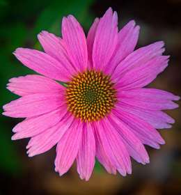 2025 June Outing - Cheekwood