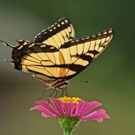 Doug-Almy-Open-2nd-Place-Aug-20255