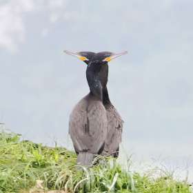 Claude-Velasco-Pairs-2nd-Place-February 2025