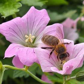 Claude-Velasco-Insect-2nd-Place-July 2025