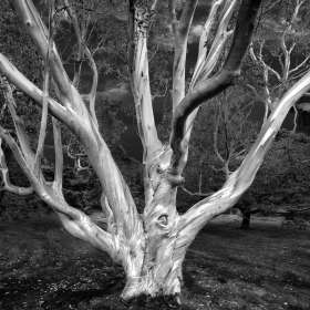 Bill-Scott-Trees-2nd-Place-Sept