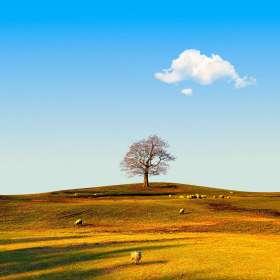 Martin-Cregg-Trees-1st-Place-September