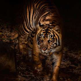 Martin Cregg - Open - 1st Place - January 2025