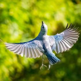 Claude-Velasco-Feathers-1st-Place-March 2025