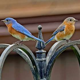 Doug-Almy-Open-1st-Place-April 2025