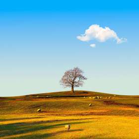 Martin Cregg - Trees - 1st Place - September