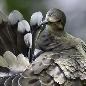 Robert-Matusik-Open-1st-Place-June 2025