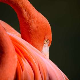 Raj Gupta - Outing - 1st Place - April 2026 - POTM