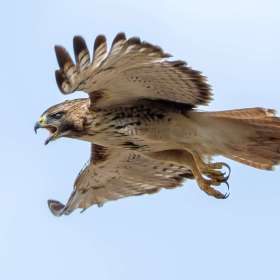 Martin Cregg - Open - 1st Place - February 2026 - POTM