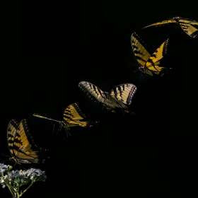 Robert-Matusik-Open-1st-Place-January