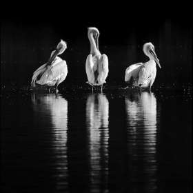 Raj Gupta - Rule of Odds - 1st Place - March 2026 - POTM