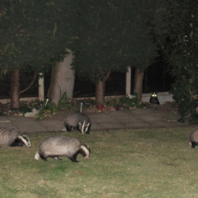 Essex Club - 45 Badgers