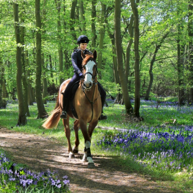 Essex Club - 46 RIding through the Bluebell Wood