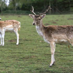 Essex Club - 5 Fallow Deer