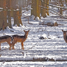 Essex Club - 7 Snow Deer