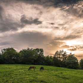 Horse Farm Scene
